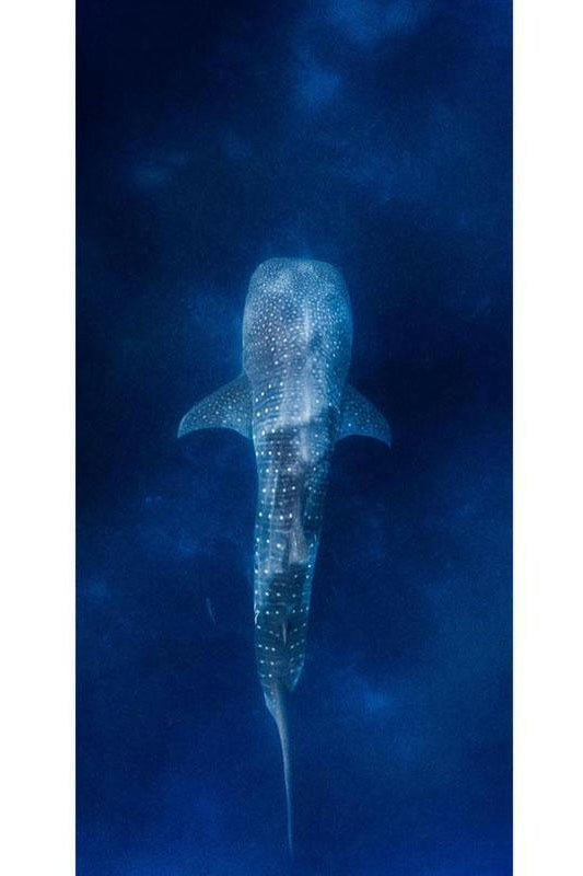 Destination Towels - Whale Shark.