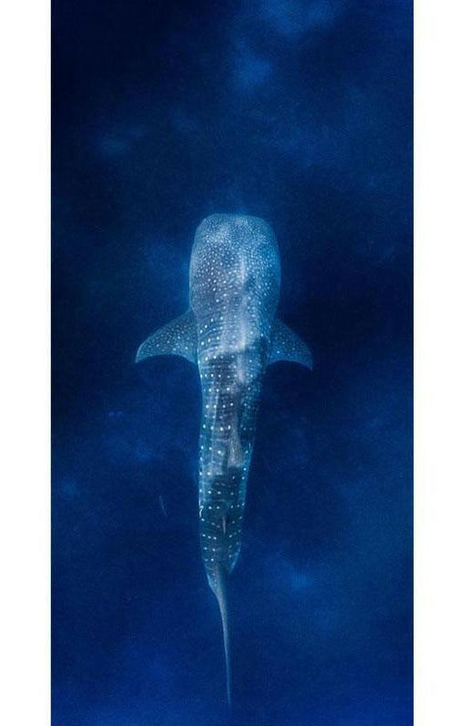 Destination Towels - Whale Shark.