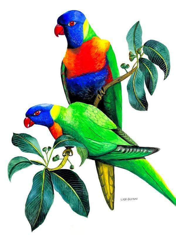 Rainbow Lorikeet Tea Towel - Australian Souvenir Tea Towel.