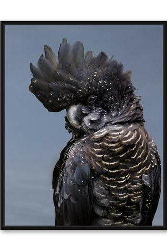 Black Cockatoo Coasters - Set of 4 Ceramic with Cork Backing.