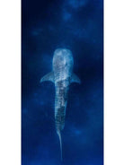 Destination Towels - Whale Shark.