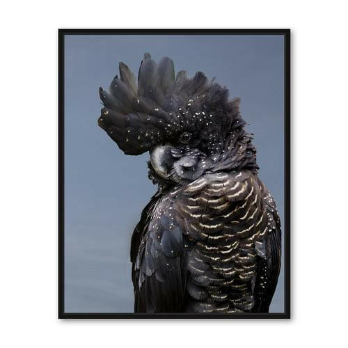 Black Cockatoo Coasters - Set of 4 Ceramic with Cork Backing.